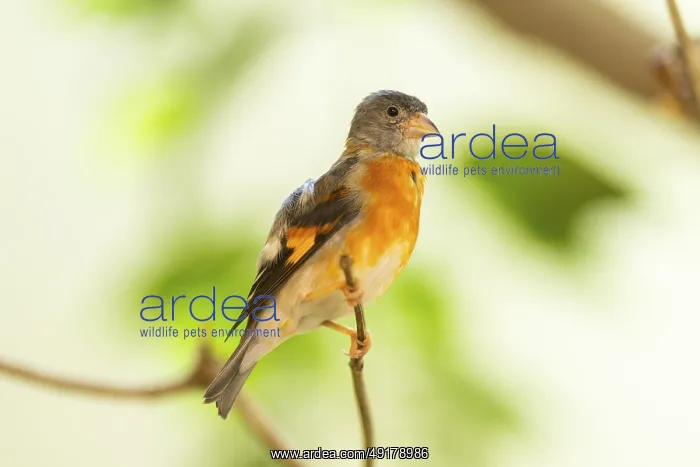 : Red siskin (Spinus cucullatus) sitting on a branch : Red siskin (Spinus cucullatus) sitting on a branch