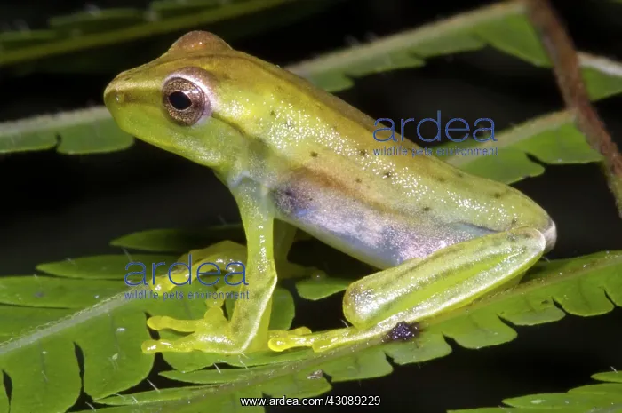 : Red Skirted Tree Frog : Red Skirted Tree Frog