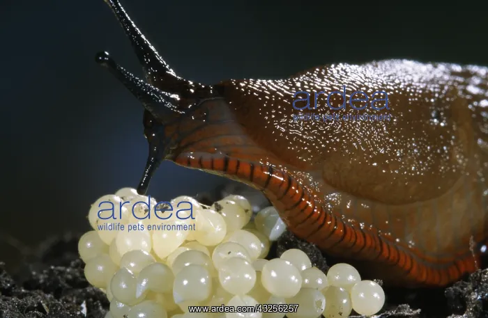 : Red Slug (Arion rufus) with eggs, Belgium : Red Slug (Arion rufus) with eggs, Belgium
