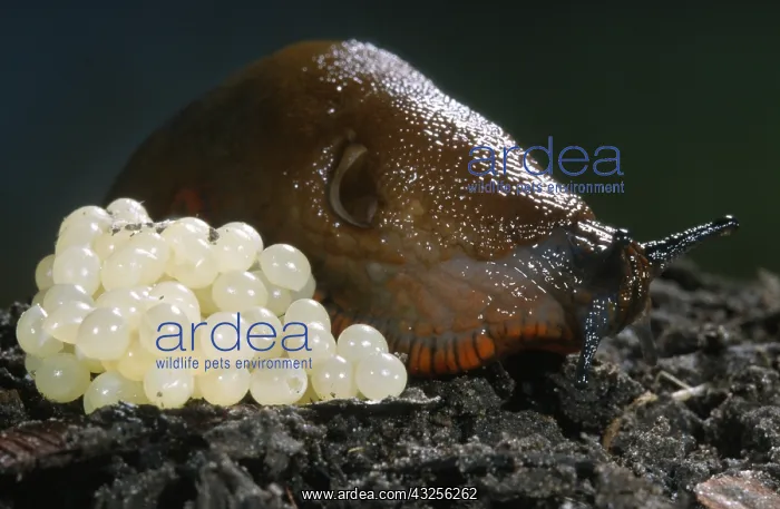 : Red Slug (Arion rufus) with eggs, Belgium : Red Slug (Arion rufus) with eggs, Belgium