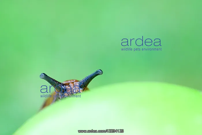 : Red Slug - on windfall apple : Red Slug - on windfall apple