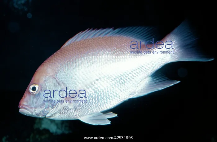 : Red Snapper : Red Snapper