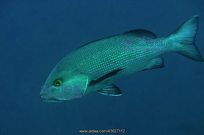 : Red Snapper : Red Snapper