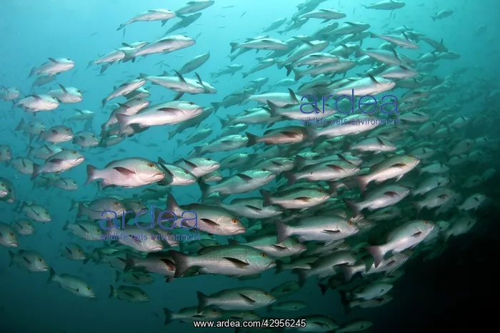 : Red Snapper - school : Red Snapper - school