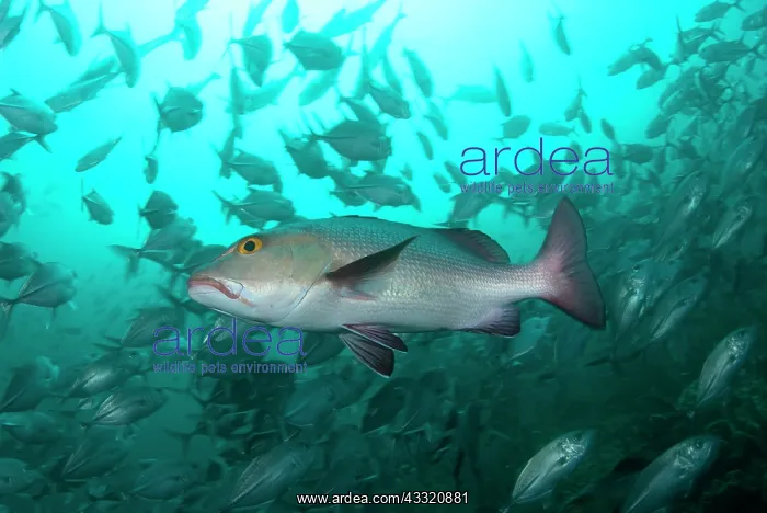: Red Snapper - amongst school of Bigeye Trevally : Red Snapper - amongst school of Bigeye Trevally