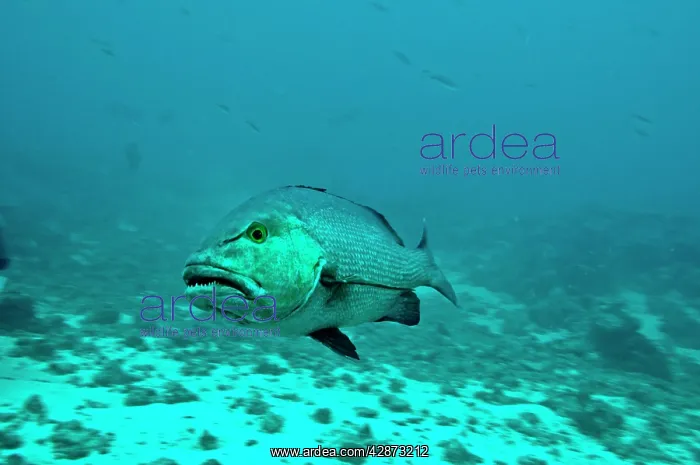 : Red Snapper - showing teeth : Red Snapper - showing teeth