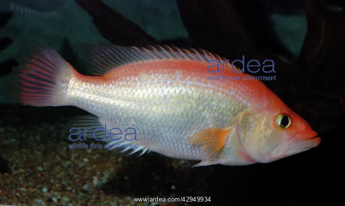 : Red Snook - Amazon : Red Snook - Amazon