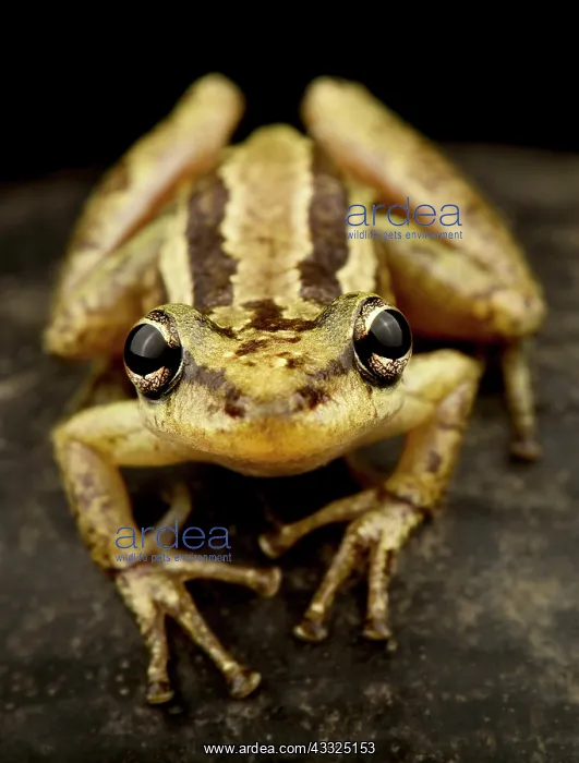 : Red snouted treefrog (Scinax ruber), on black background : Red snouted treefrog (Scinax ruber), on black background