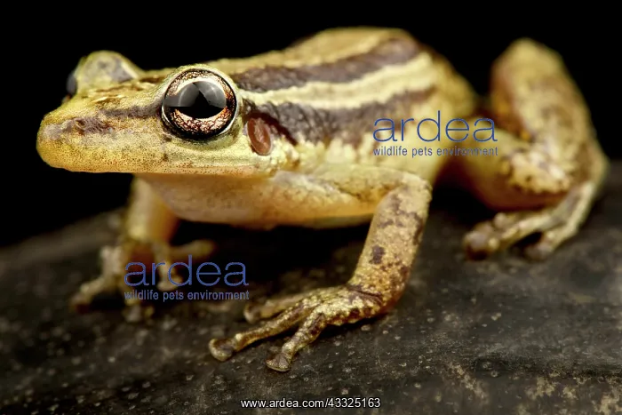 : Red snouted treefrog (Scinax ruber), on black background : Red snouted treefrog (Scinax ruber), on black background