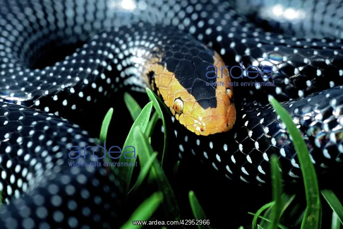 : Red-snouted Wolf Snake : Red-snouted Wolf Snake