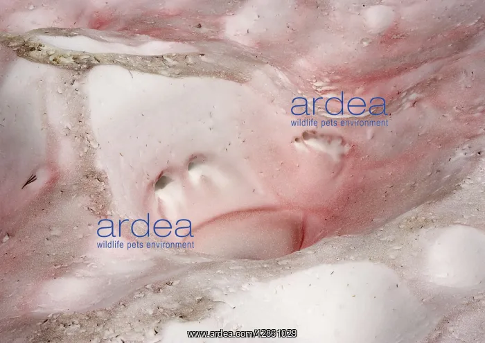 : Red Snow / Watermelon Snow - caused by unicellular : Red Snow / Watermelon Snow - caused by unicellular