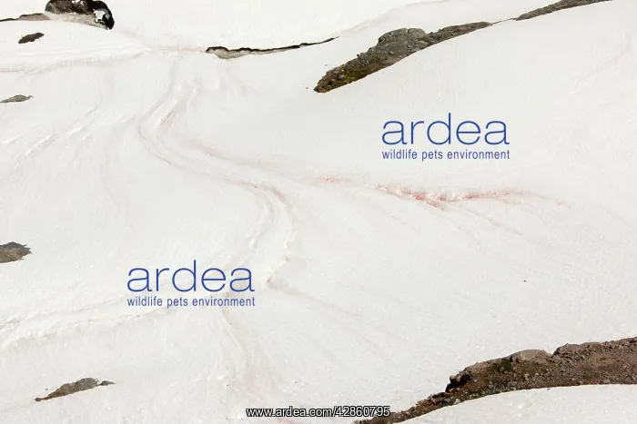 : Red snow / Watermelon snow, caused by unicellular algae : Red snow / Watermelon snow, caused by unicellular algae