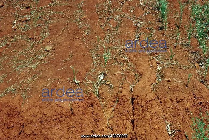 : Red soil at Stanislaus National Forest, California : Red soil at Stanislaus National Forest, California