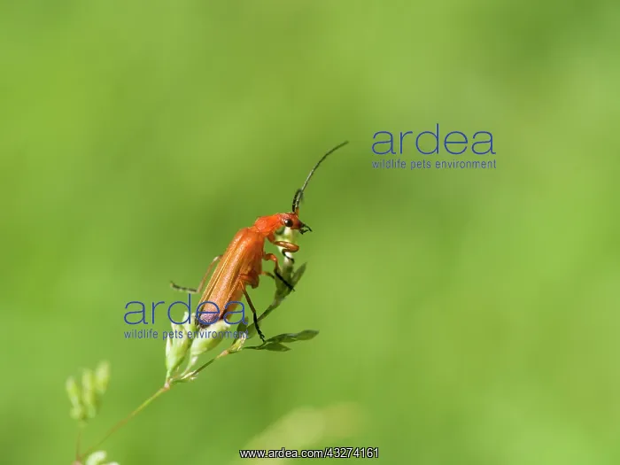 : Red Soldier Beetle on grass flower : Red Soldier Beetle on grass flower