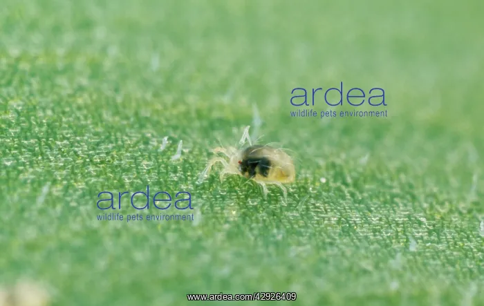 : Red Spider MITE - nymph : Red Spider MITE - nymph