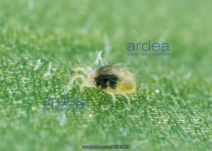 : Red Spider MITE - nymph : Red Spider MITE - nymph