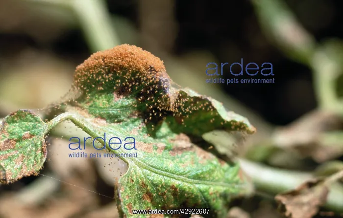 : RED SPIDER MITES : RED SPIDER MITES