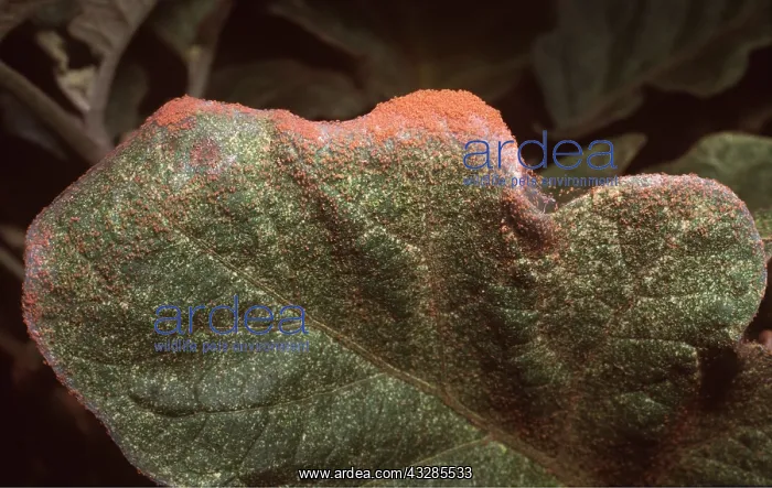 : RED SPIDER MITES - Infestation on Egg Fruit (Brinsal) : RED SPIDER MITES - Infestation on Egg Fruit (Brinsal)