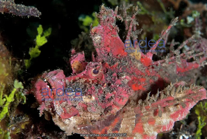 : Red Spiny Devilfish with erect spines Jiko Lemong : Red Spiny Devilfish with erect spines Jiko Lemong