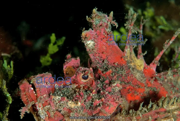 : Red Spiny Devilfish with erect spines Jiko Lemong : Red Spiny Devilfish with erect spines Jiko Lemong