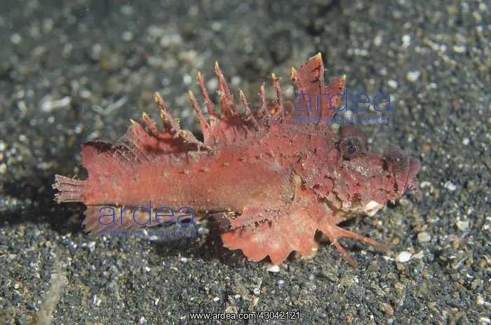 : Red Spiny Devilfish - walking with modfied pectoral : Red Spiny Devilfish - walking with modfied pectoral