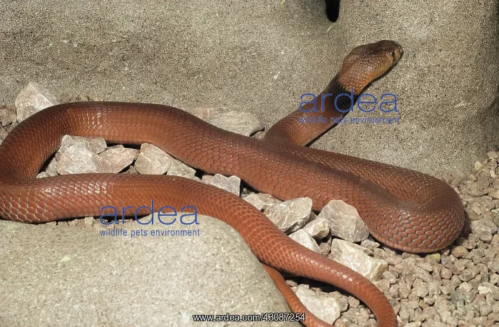 : Red Spitting Cobra : Red Spitting Cobra