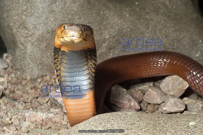 : Red Spitting Cobra : Red Spitting Cobra