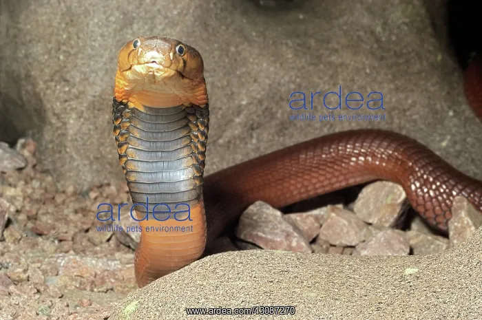 : Red Spitting Cobra : Red Spitting Cobra