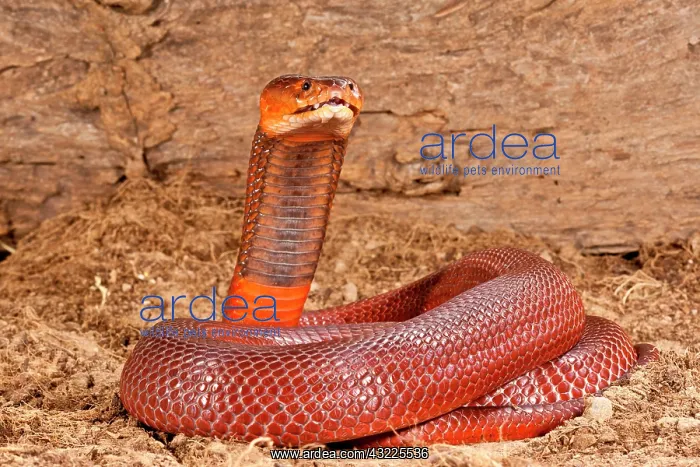 : Red Spitting Cobra, Naja mossambica pallida : Red Spitting Cobra, Naja mossambica pallida