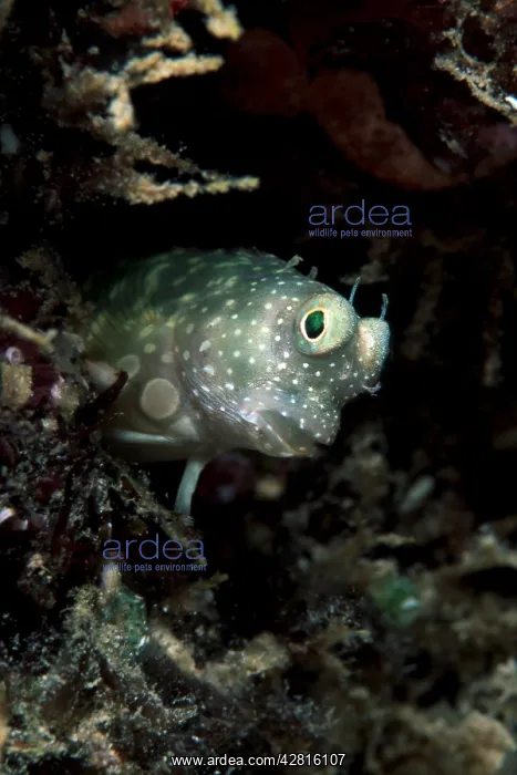 : Red-spotted blenny, Salarias segmentatus, Walindi, West New : Red-spotted blenny, Salarias segmentatus, Walindi, West New