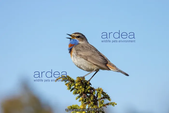 : Red-spotted Blue-throat : Red-spotted Blue-throat