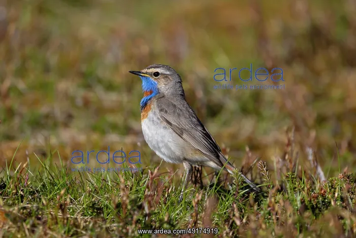 : Red-spotted Blue-throat : Red-spotted Blue-throat