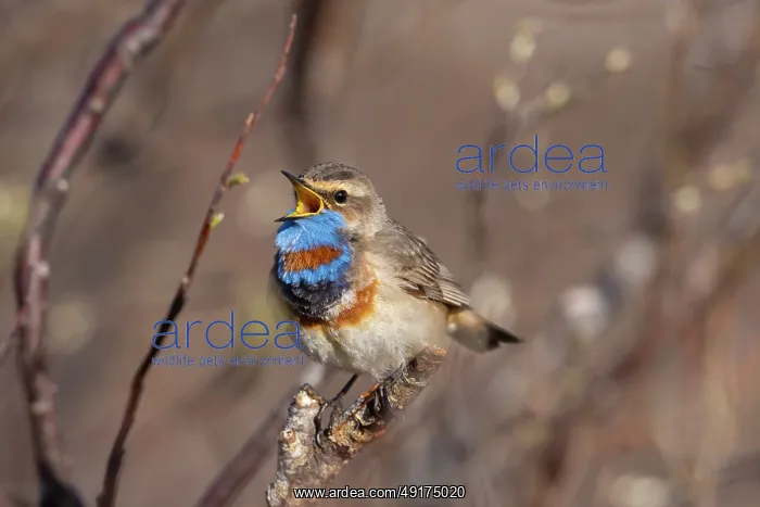 : Red-spotted Blue-throat : Red-spotted Blue-throat