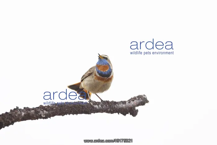 : Red-spotted Blue-throat : Red-spotted Blue-throat