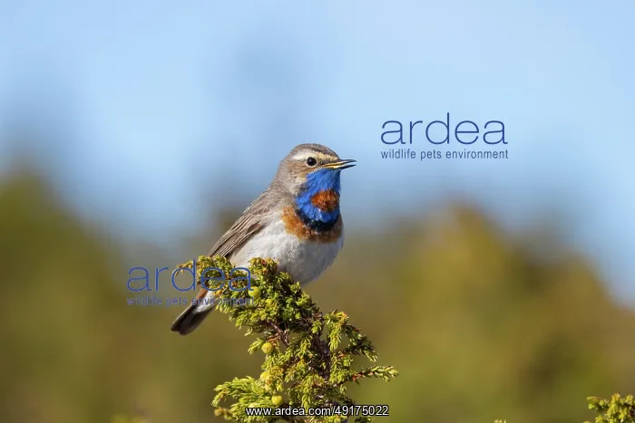 : Red-spotted Blue-throat : Red-spotted Blue-throat