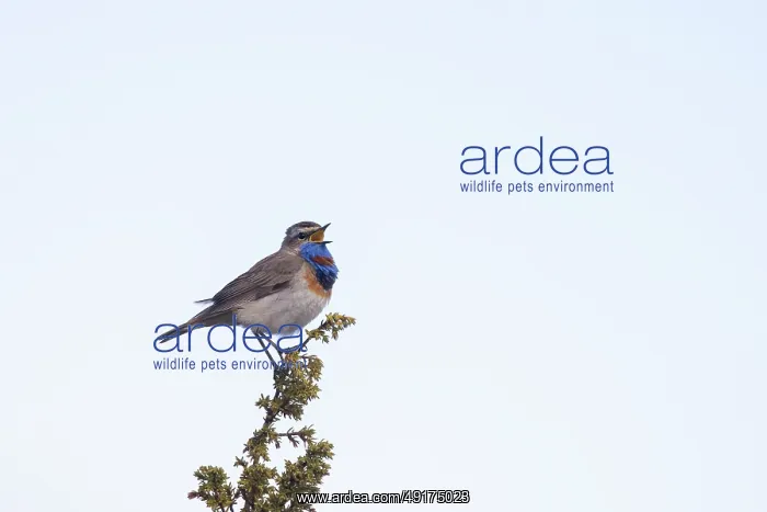 : Red-spotted Blue-throat : Red-spotted Blue-throat