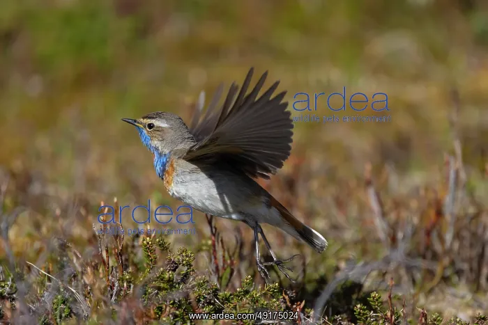 : Red-spotted Blue-throat : Red-spotted Blue-throat