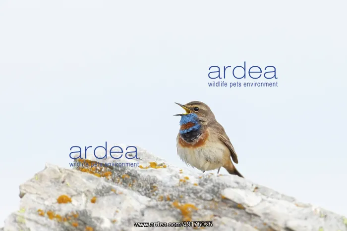 : Red-spotted Blue-throat : Red-spotted Blue-throat