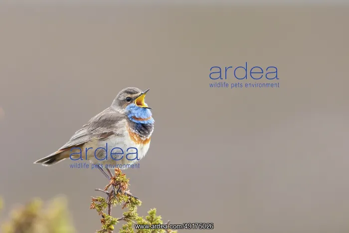 : Red-spotted Blue-throat : Red-spotted Blue-throat