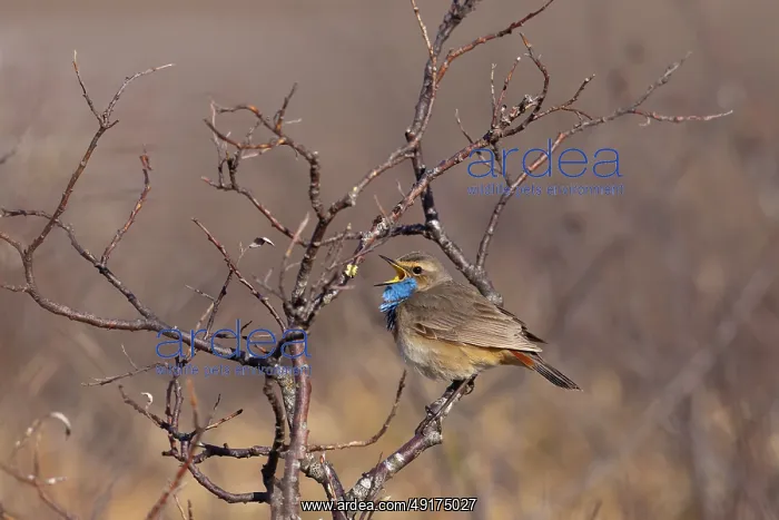 : Red-spotted Blue-throat : Red-spotted Blue-throat