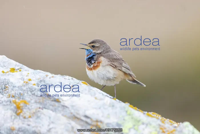 : Red-spotted Blue-throat : Red-spotted Blue-throat