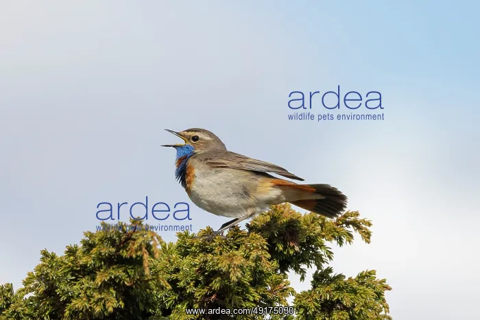 : Red-spotted Blue-throat : Red-spotted Blue-throat