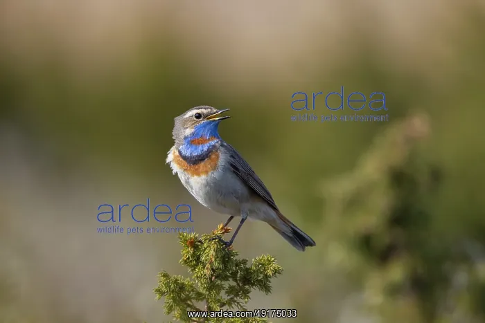 : Red-spotted Blue-throat : Red-spotted Blue-throat