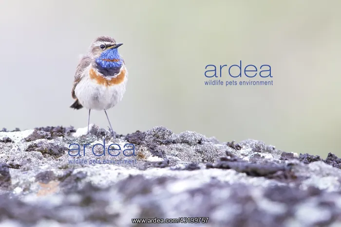 : Red-spotted Bluethroat (Luscinia svecica svecic : Red-spotted Bluethroat (Luscinia svecica svecic