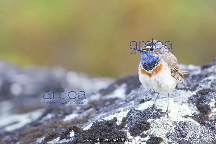 : Red-spotted Bluethroat (Luscinia svecica svecic : Red-spotted Bluethroat (Luscinia svecica svecic