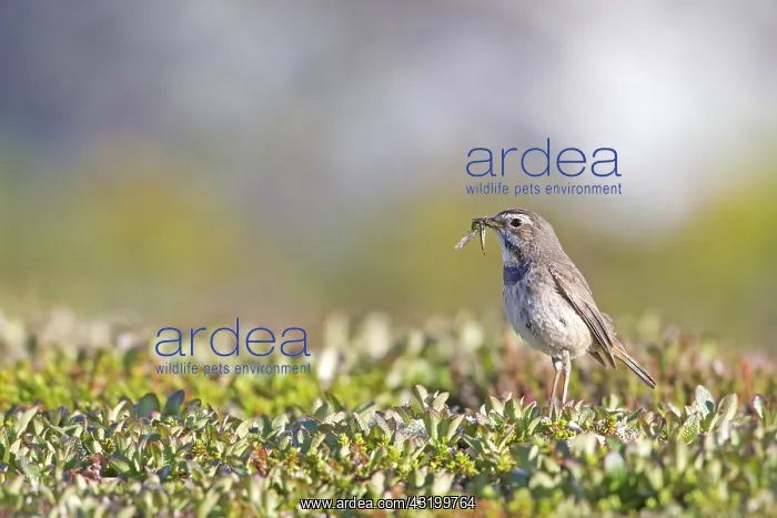 : Red-spotted Bluethroat (Luscinia svecica svecic : Red-spotted Bluethroat (Luscinia svecica svecic