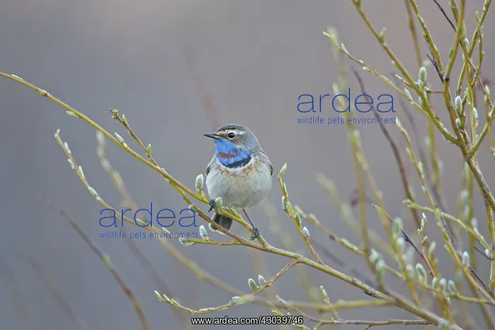  : Red-spotted Bluethroat singing male