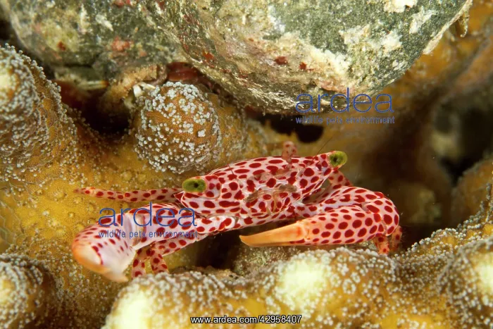 : Red Spotted Coral Crab : Red Spotted Coral Crab