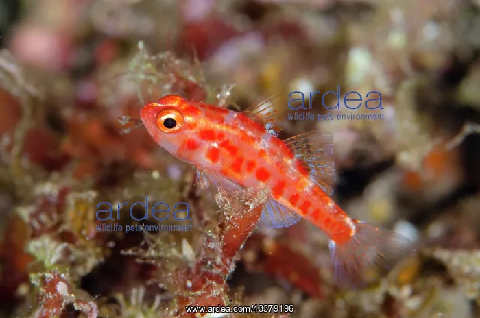 : Red-spotted Dwarfgoby : Red-spotted Dwarfgoby