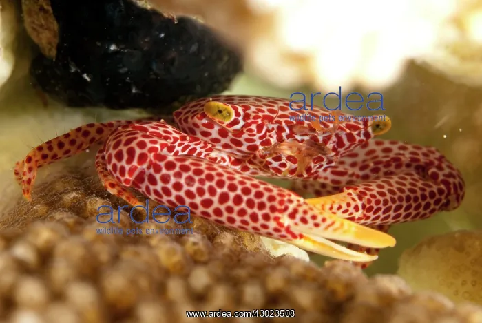  : Red-spotted Guard Crab